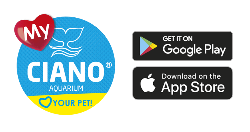 App my CIANO - New App