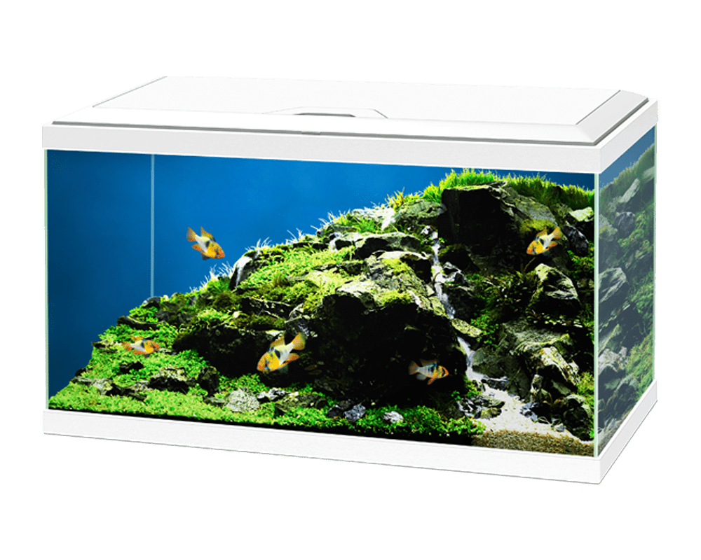 Aquarium Aqua 60 White - Ciano Aquarium